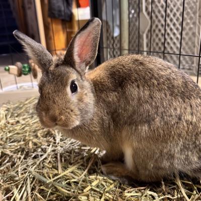 Enlarge Soarin, a Adoptable mixed breed in Kalamazoo, MI image 5/5