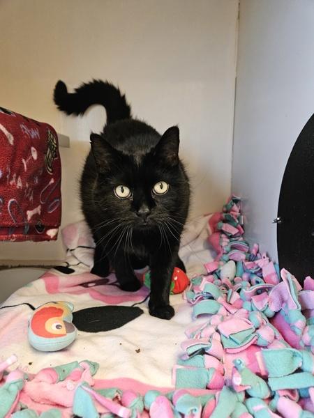 Luna Tuna Casserole, Adoptable, Senior Female Domestic Short Hair.