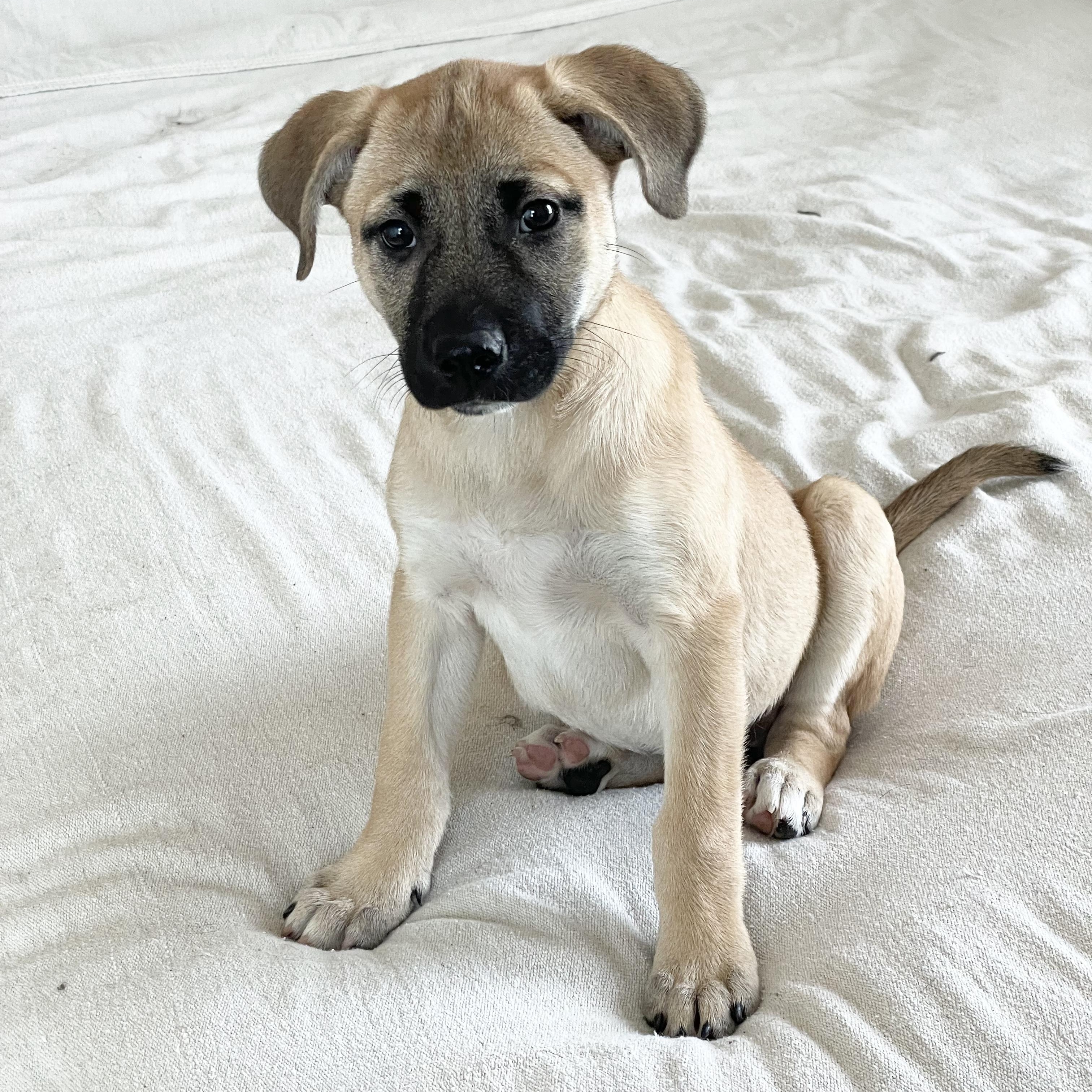Marvelous Moana, a ADOPTABLE mixed breed in West Hartford , CT image 4/4