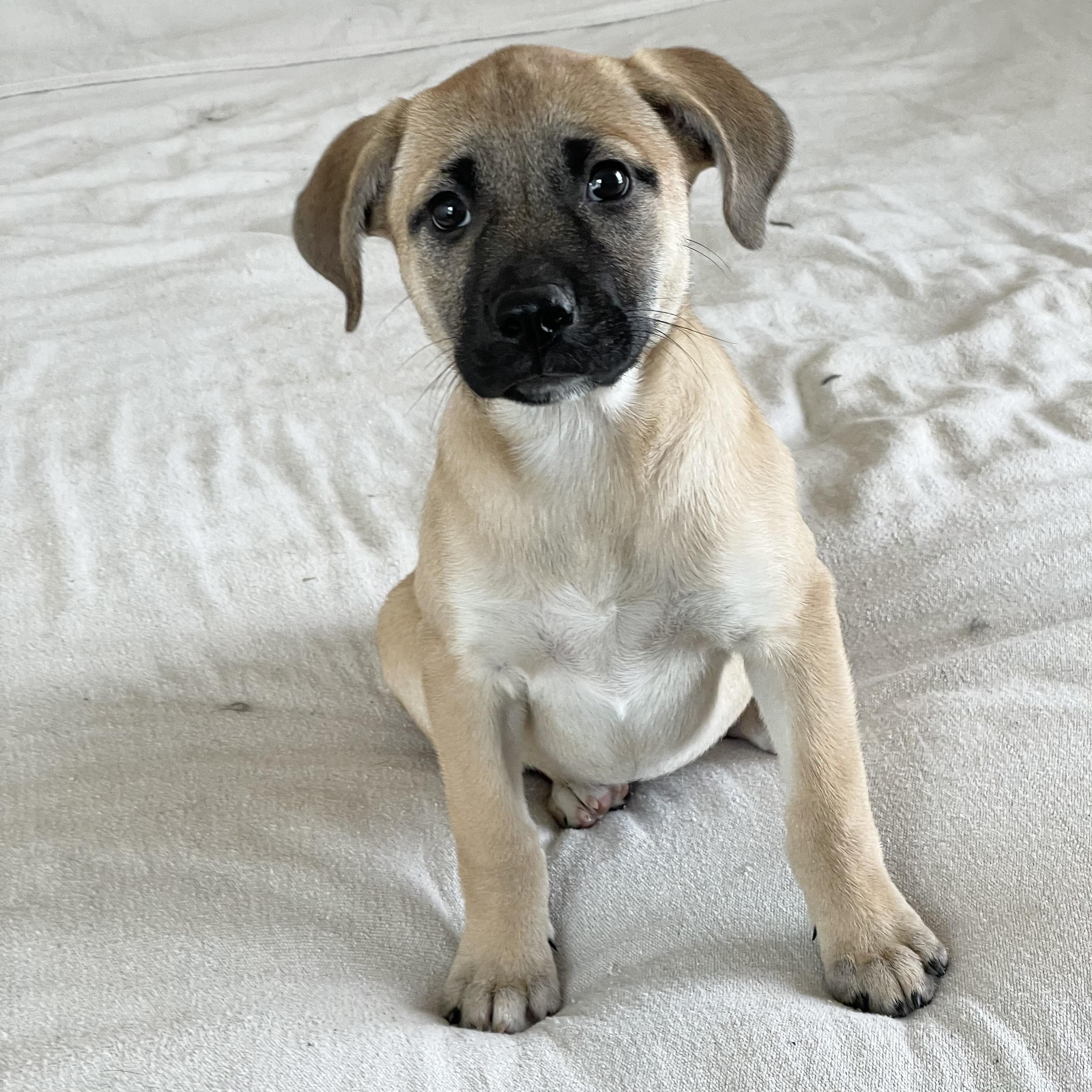 Marvelous Moana, a ADOPTABLE mixed breed in West Hartford , CT image 2/4