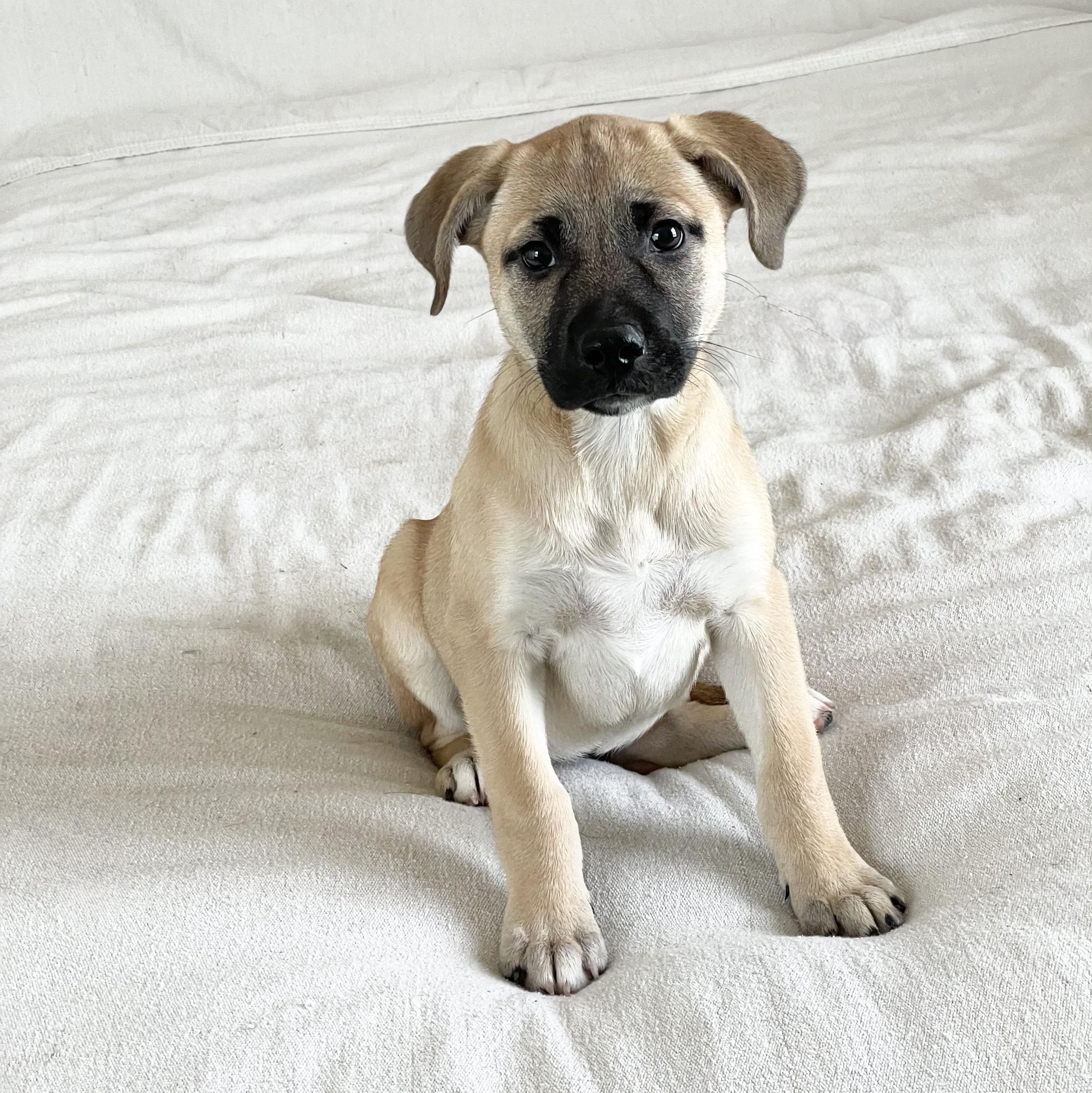 Marvelous Moana, ADOPTABLE, Puppy Female Yellow Labrador Retriever & Labrador Retriever.