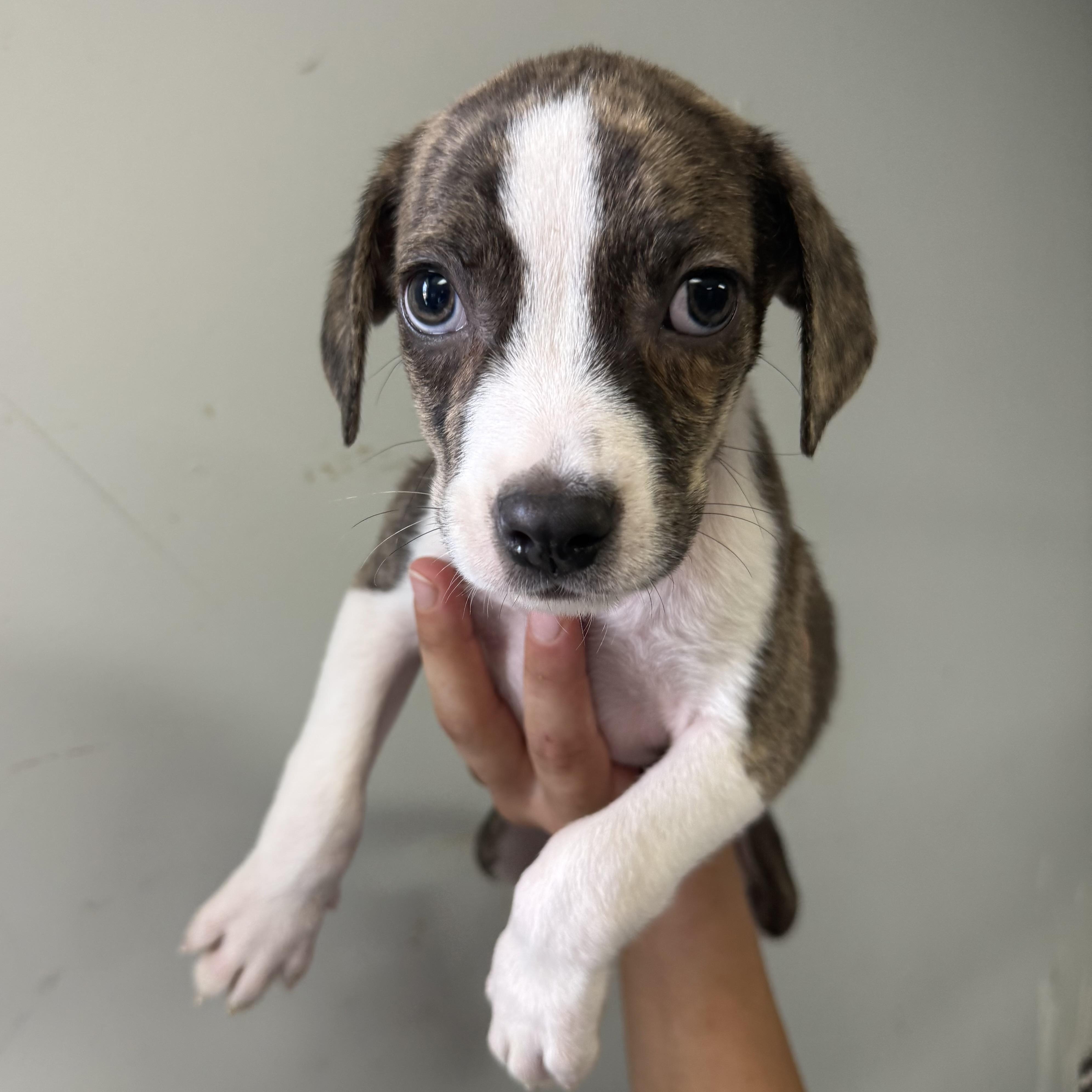 Enlarge Fish N Chicks, a Adoptable mixed breed in Port Byron , NY image 2/6