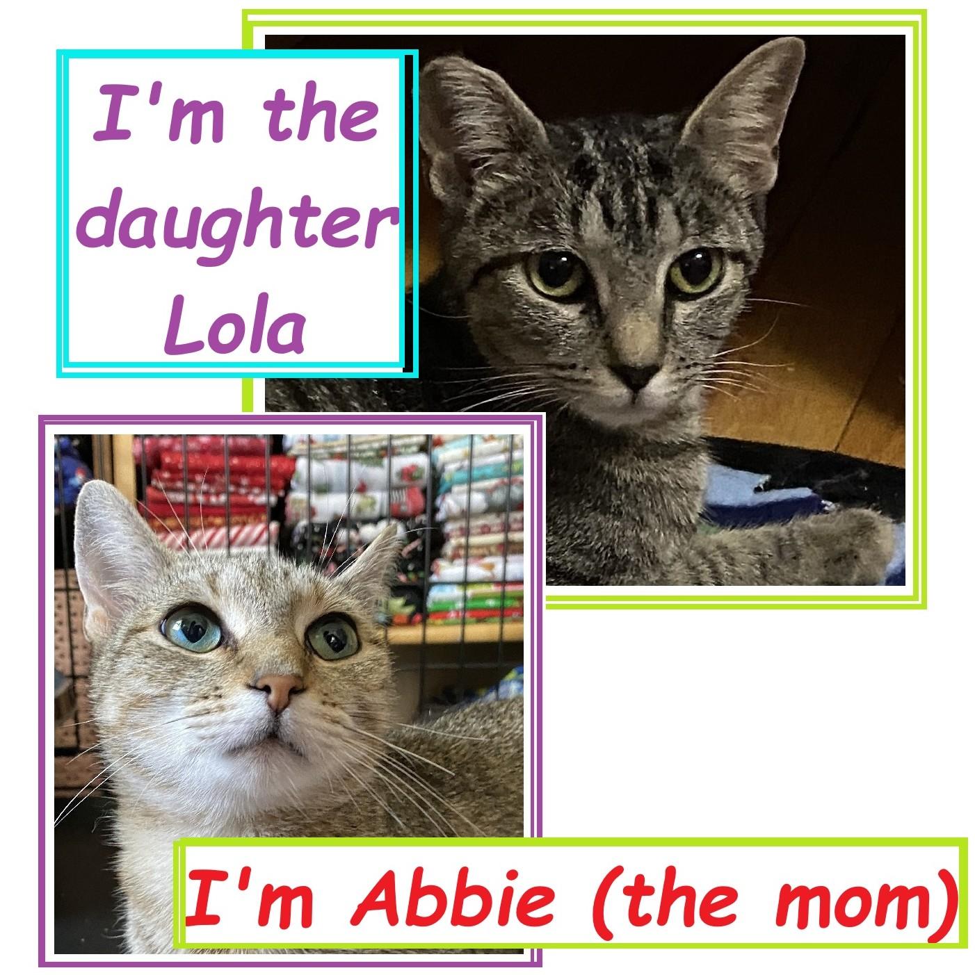 Abbie & Lola, Adoptable, Young Female Domestic Short Hair.