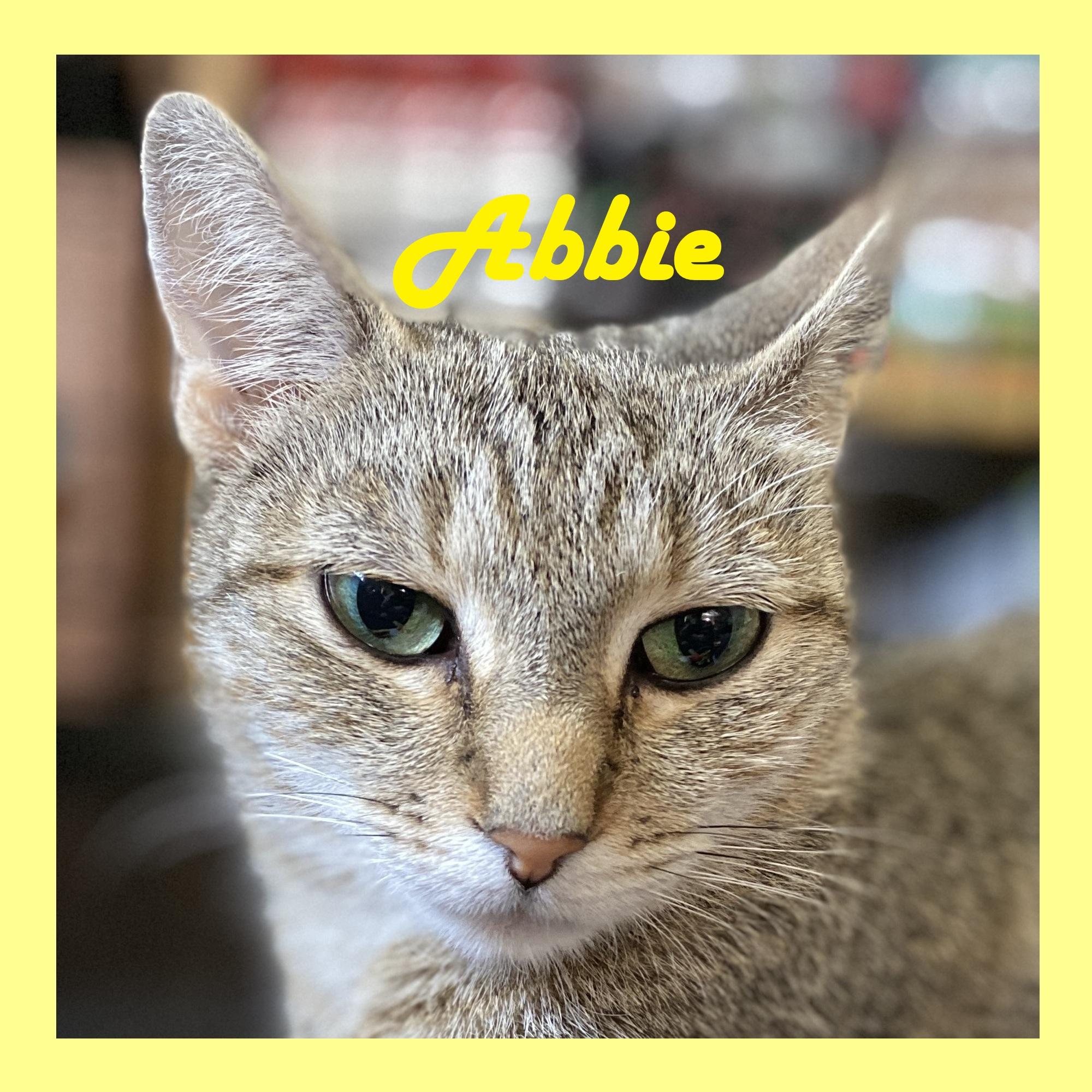Enlarge Abbie & Lola, a Adoptable Domestic Short Hair in Syracuse, NY image 5/5