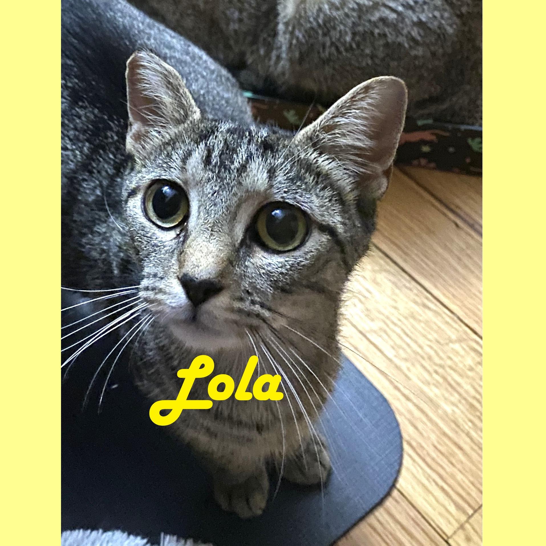 Enlarge Abbie & Lola, a Adoptable Domestic Short Hair in Syracuse, NY image 4/5
