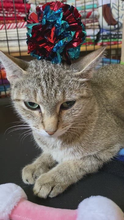 Enlarge Abbie & Lola, a Adoptable Domestic Short Hair in Syracuse, NY video 2/5