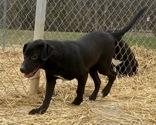 Enlarge Adelle, a ADOPTABLE Black Labrador Retriever in Glasgow, KY image 2/2