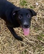 Adelle, ADOPTABLE, Young Female Black Labrador Retriever.
