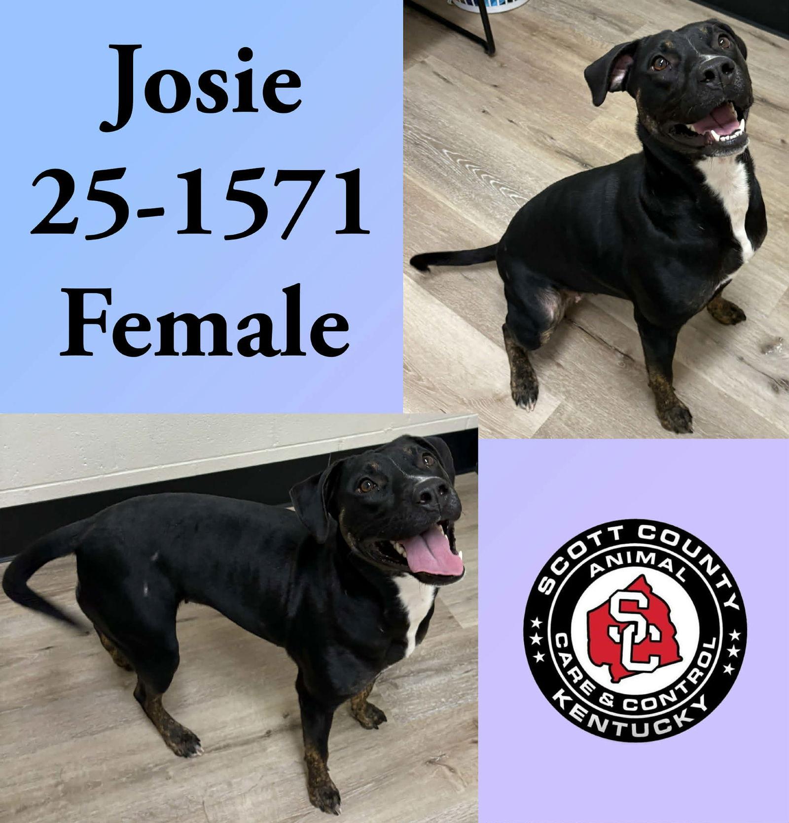 Josie, Adoptable, Young Female Pit Bull Terrier & Labrador Retriever.