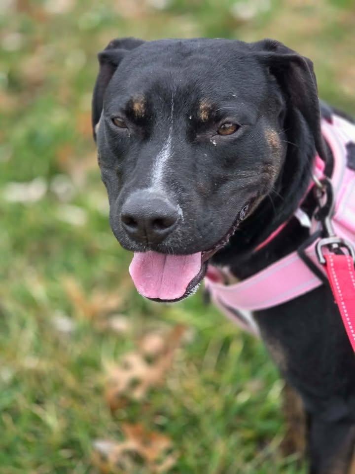 Enlarge Josie, a Adoptable mixed breed in Georgetown, KY image 1/2