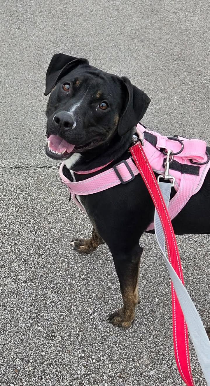 Enlarge Josie, a Adoptable mixed breed in Georgetown, KY image 2/2