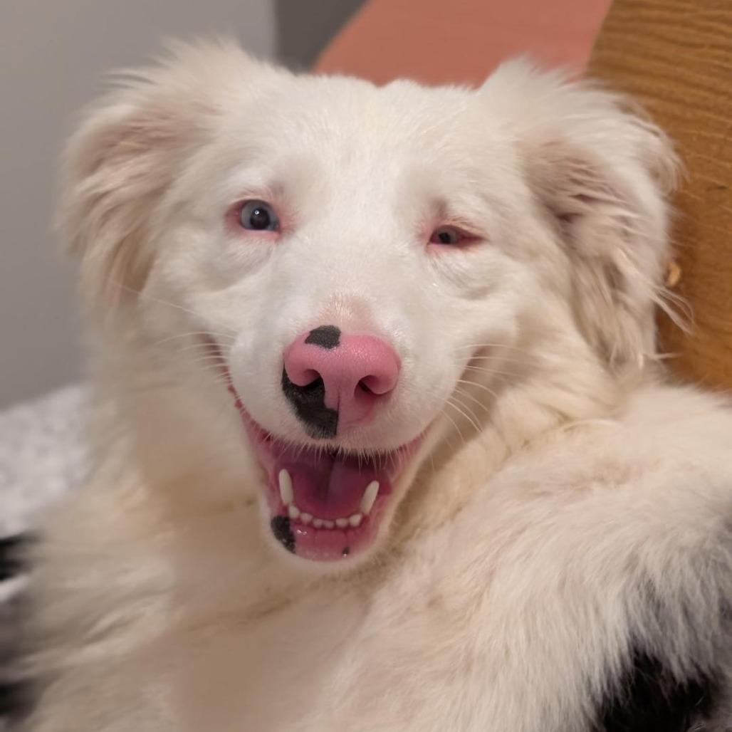Emmie, a Adoptable Australian Shepherd in Milford, IA image 2/6