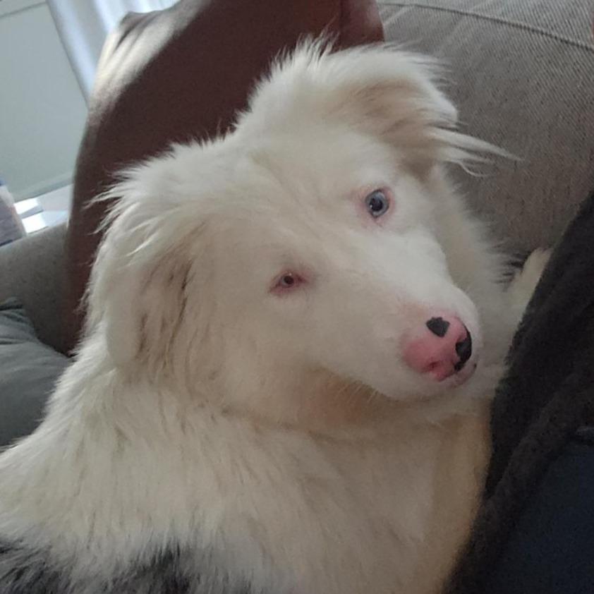 Emmie, a Adoptable Australian Shepherd in Milford, IA image 3/6