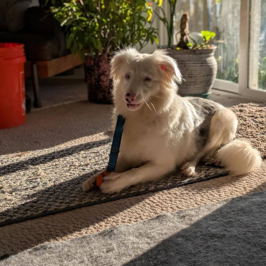Emmie, a Adoptable Australian Shepherd in Milford, IA image 5/6