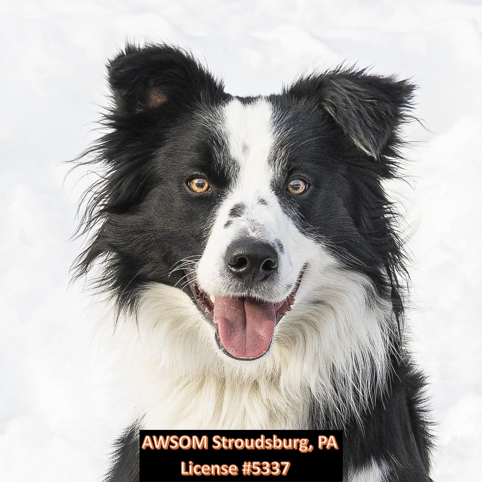 Jett, ADOPTABLE, Young Male Border Collie.