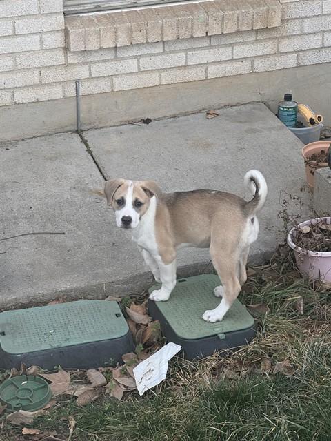 Enlarge NENA, a Adoptable mixed breed in Ogden, UT image 1/1