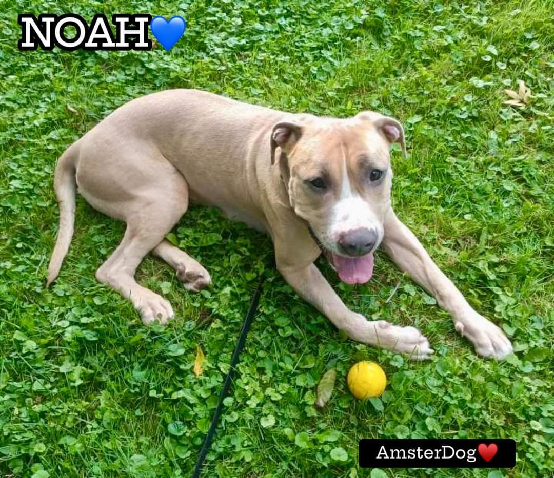 Noah photo 1