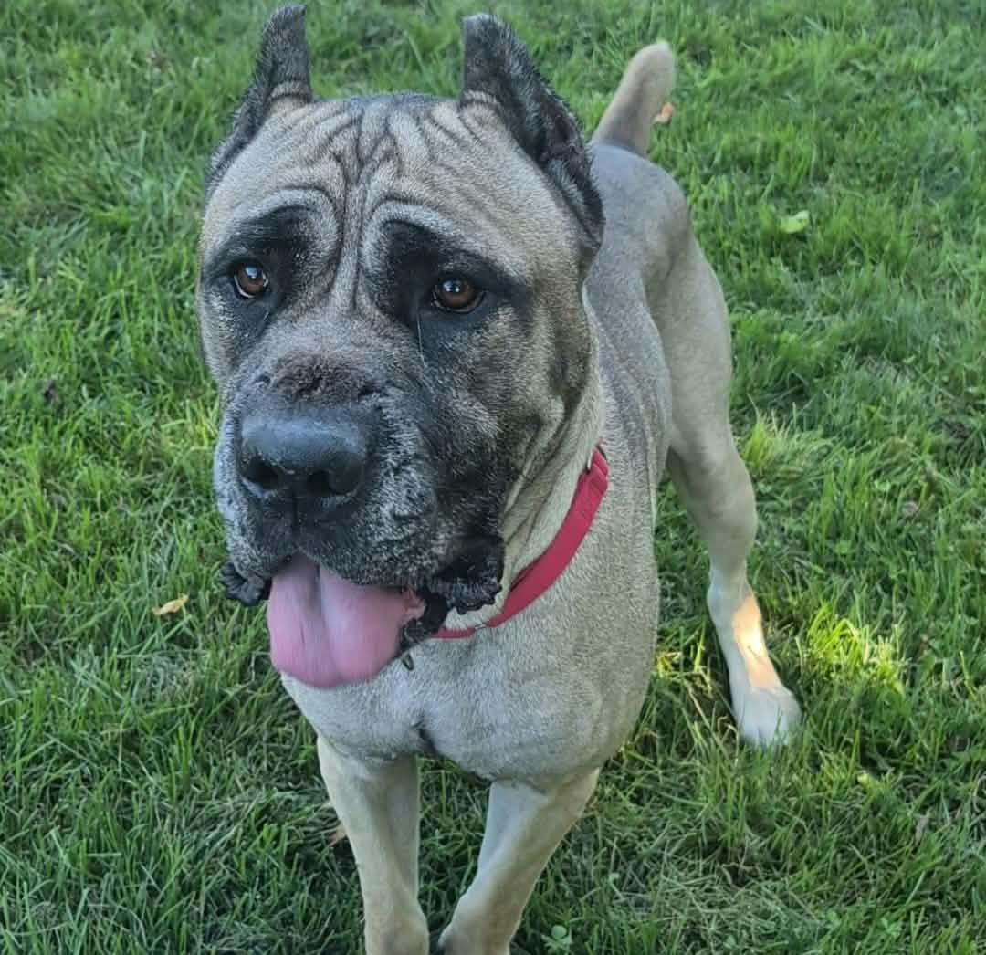 Enlarge Jamboree, a Adoptable mixed breed in Dayton, OH image 5/6