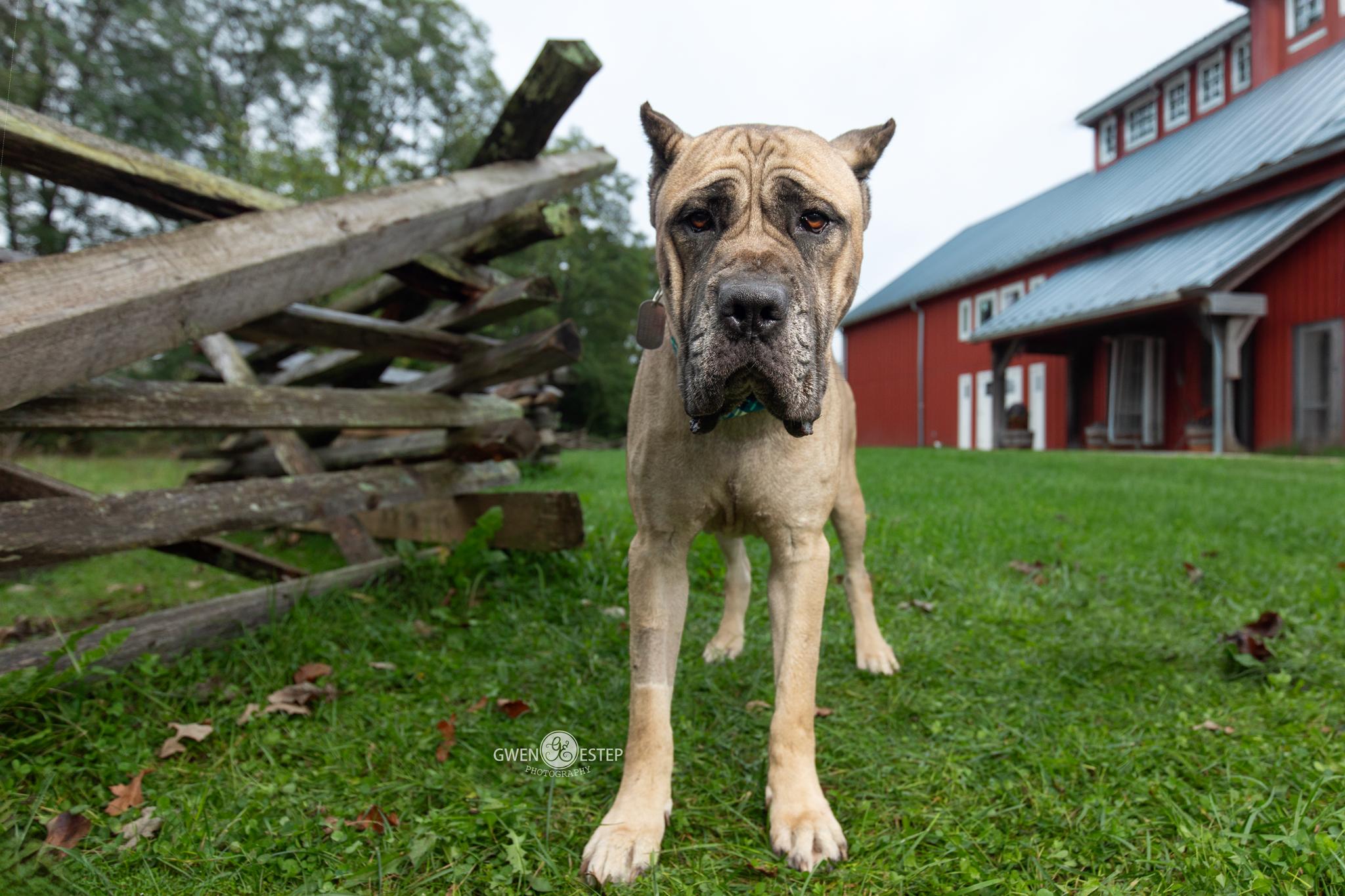 Enlarge Jamboree, a Adoptable mixed breed in Dayton, OH image 3/6