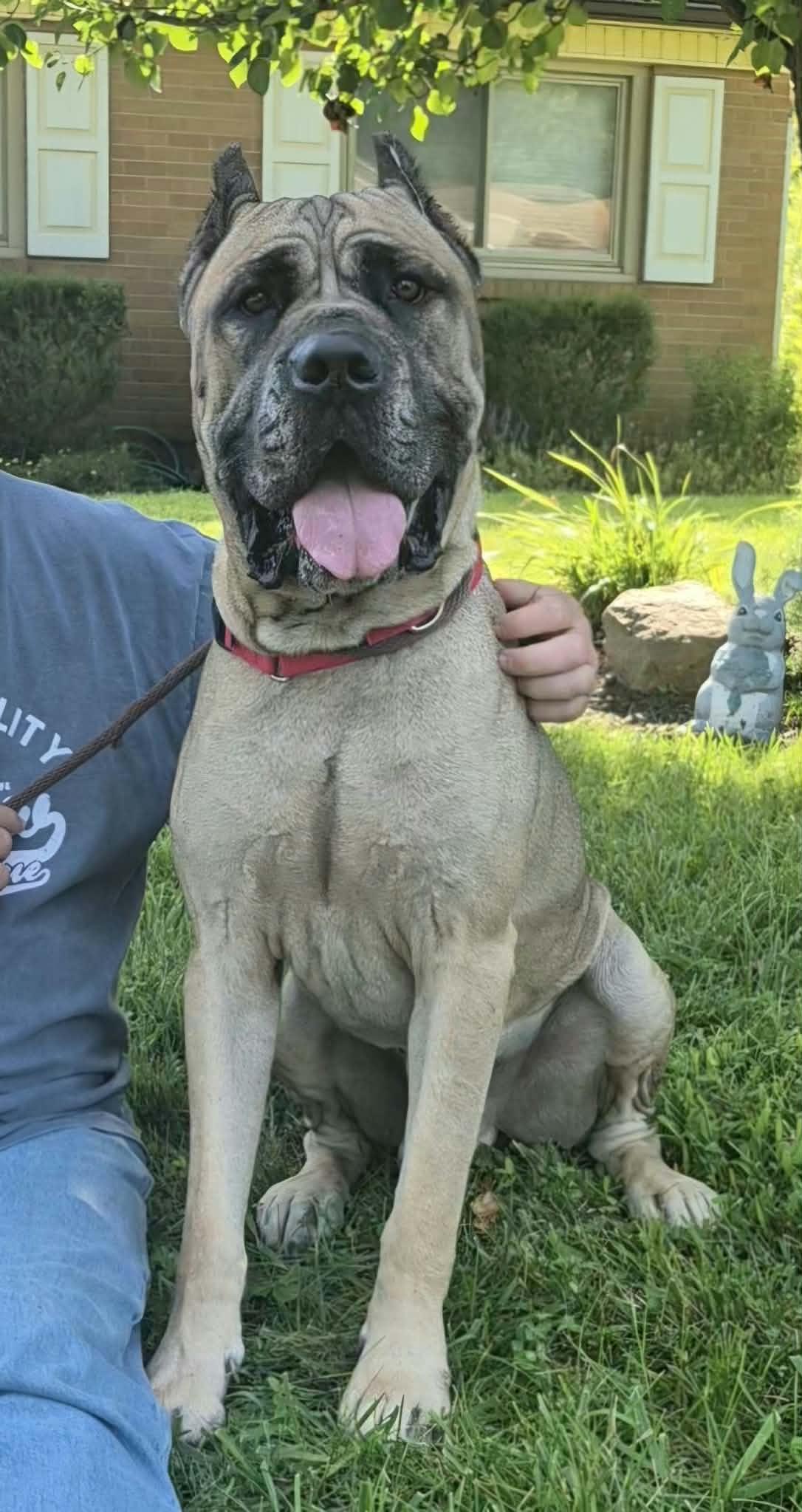 Enlarge Jamboree, a Adoptable mixed breed in Dayton, OH image 6/6