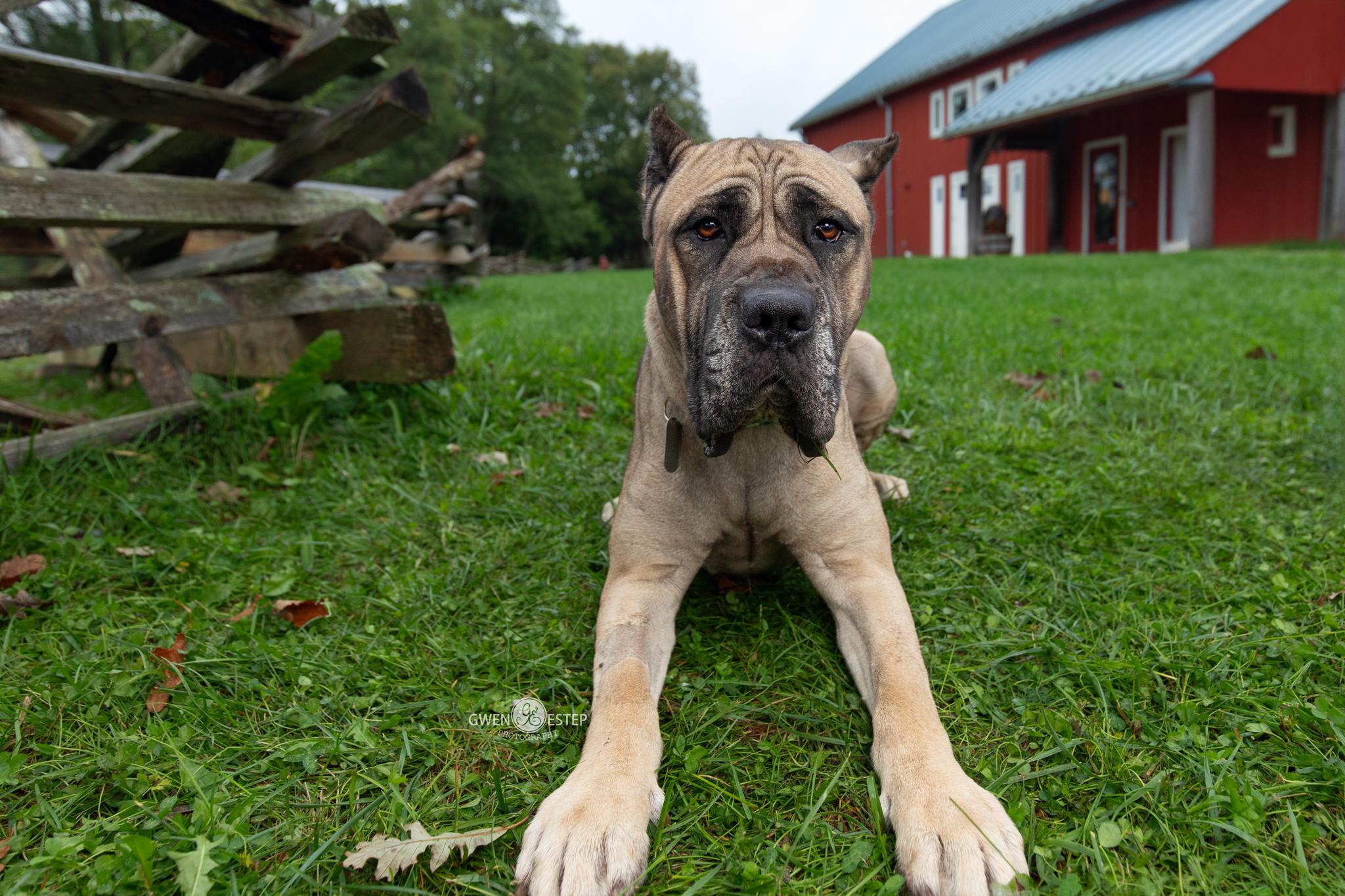 Enlarge Jamboree, a Adoptable mixed breed in Dayton, OH image 4/6