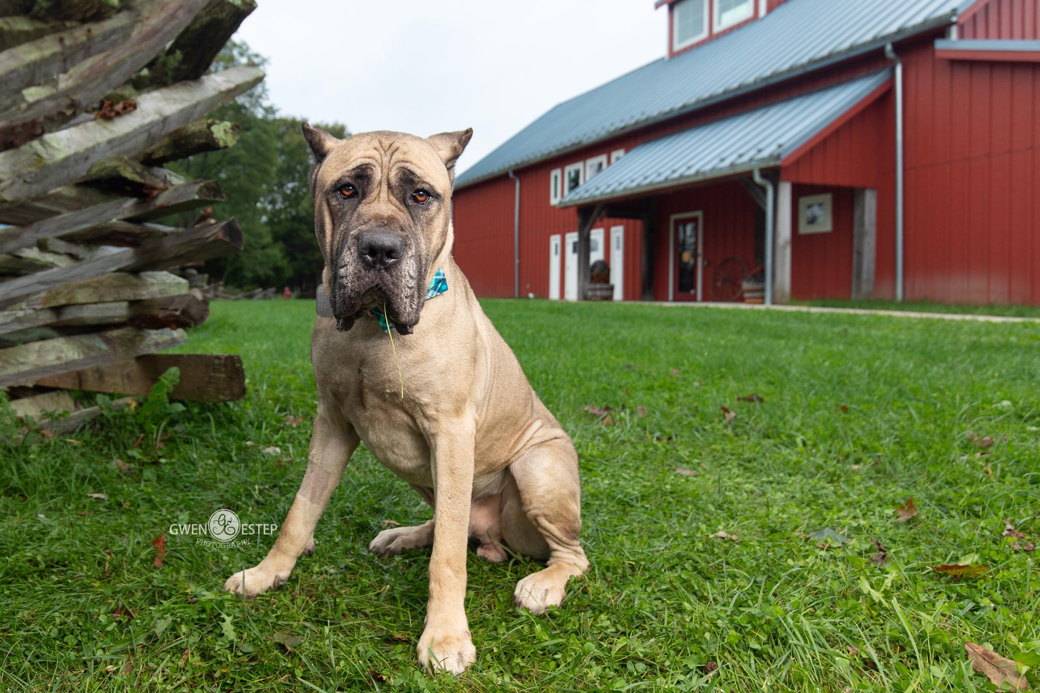 Enlarge Jamboree, a Adoptable mixed breed in Dayton, OH image 2/6