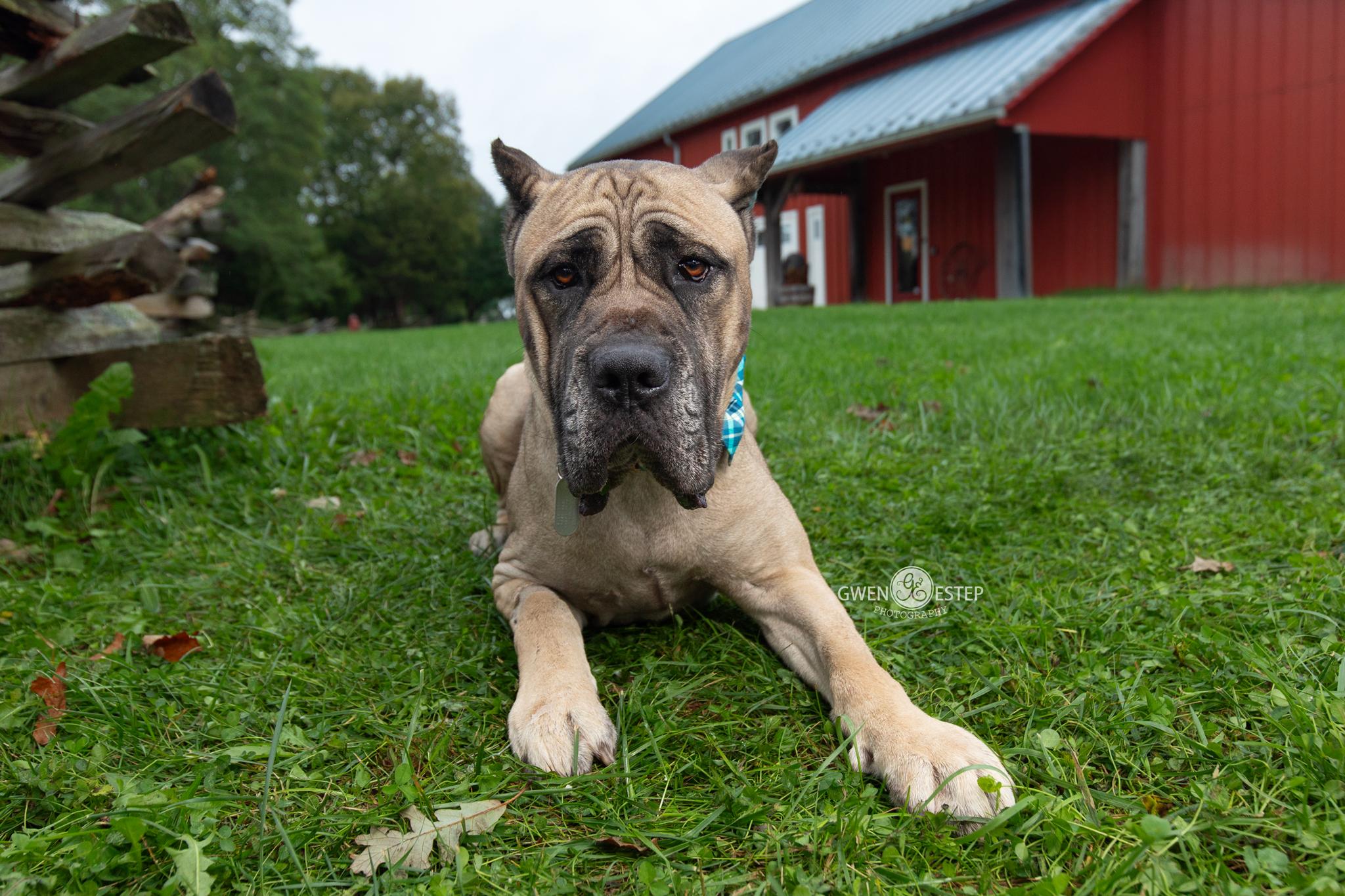 Enlarge Jamboree, a Adoptable mixed breed in Dayton, OH image 1/6