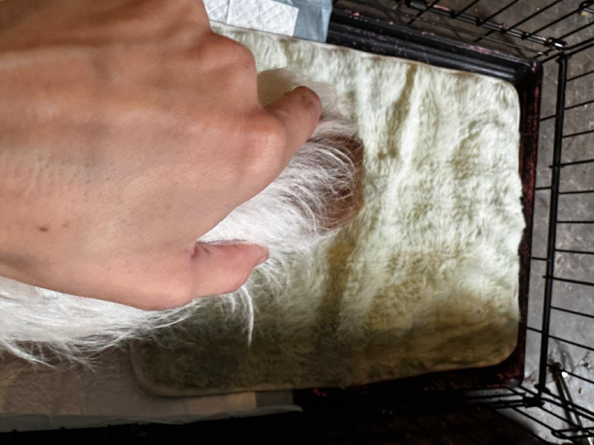 Eddie, Adopted, Young Male Jack Russell Terrier.