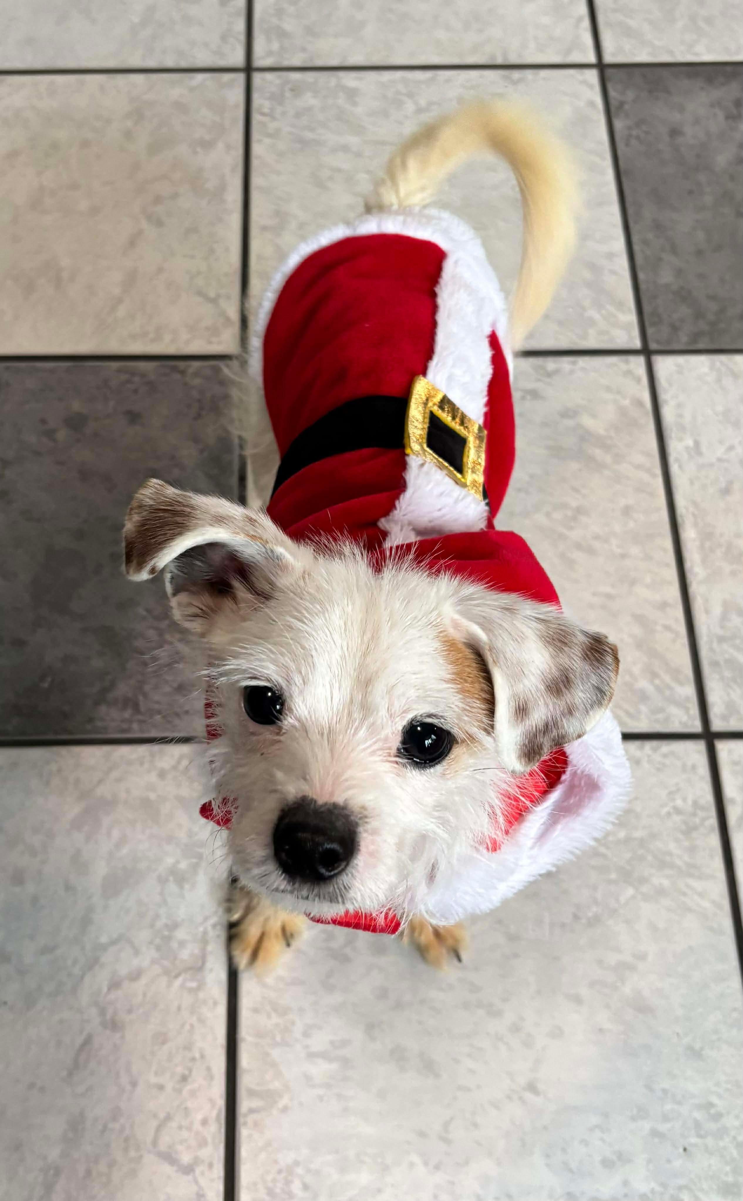 Enlarge Eddie, a Adopted mixed breed in Richmond, KY image 2/6