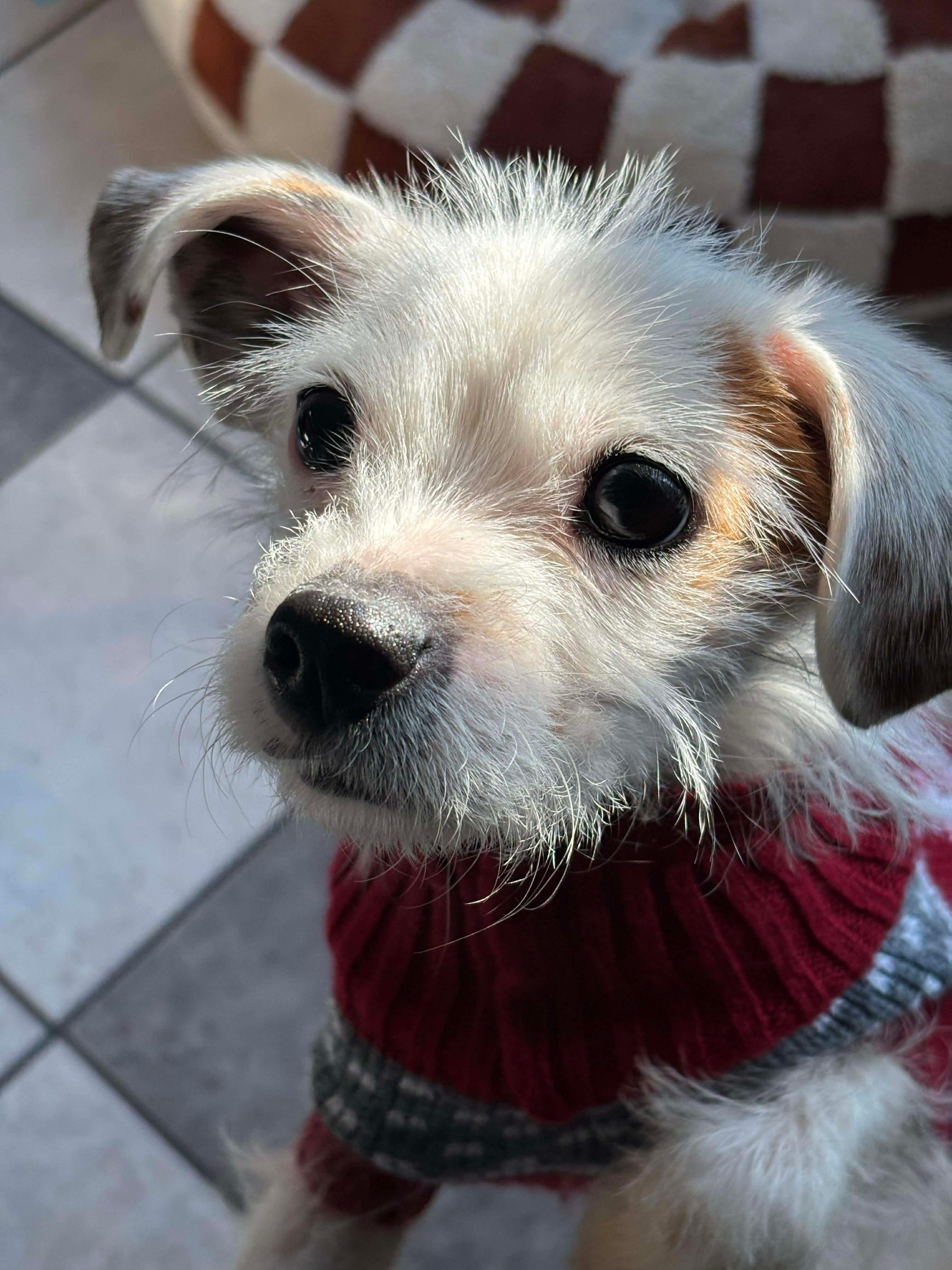 Enlarge Eddie, a Adopted mixed breed in Richmond, KY image 3/6