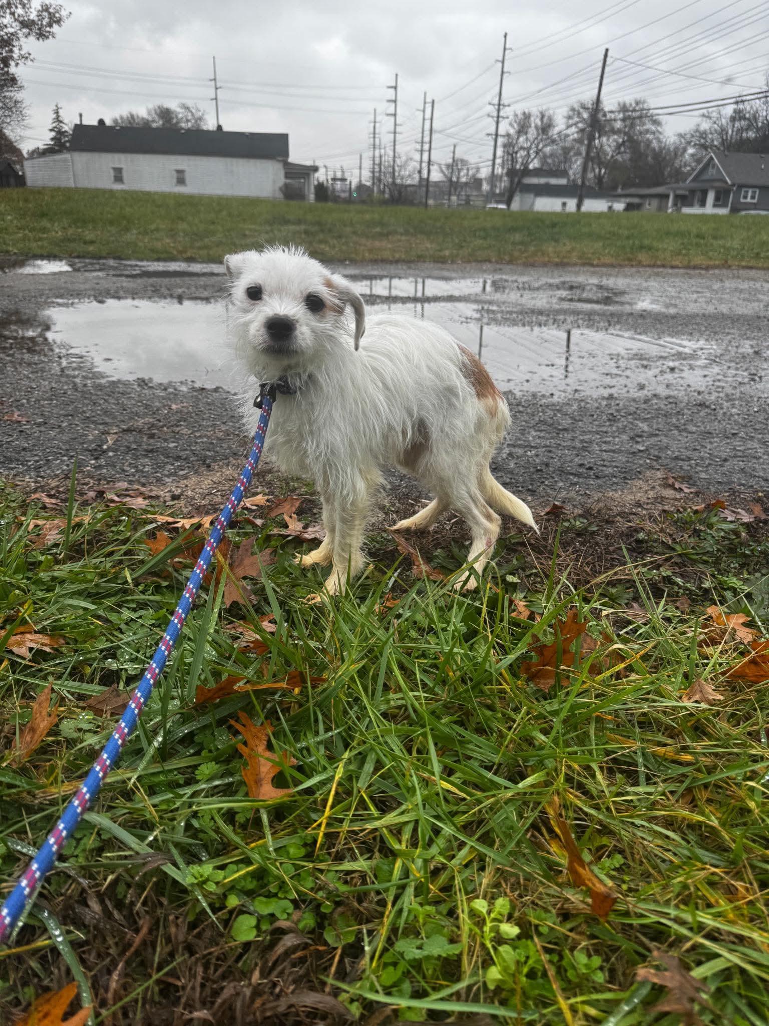 Enlarge Eddie, a Adopted mixed breed in Richmond, KY image 4/6