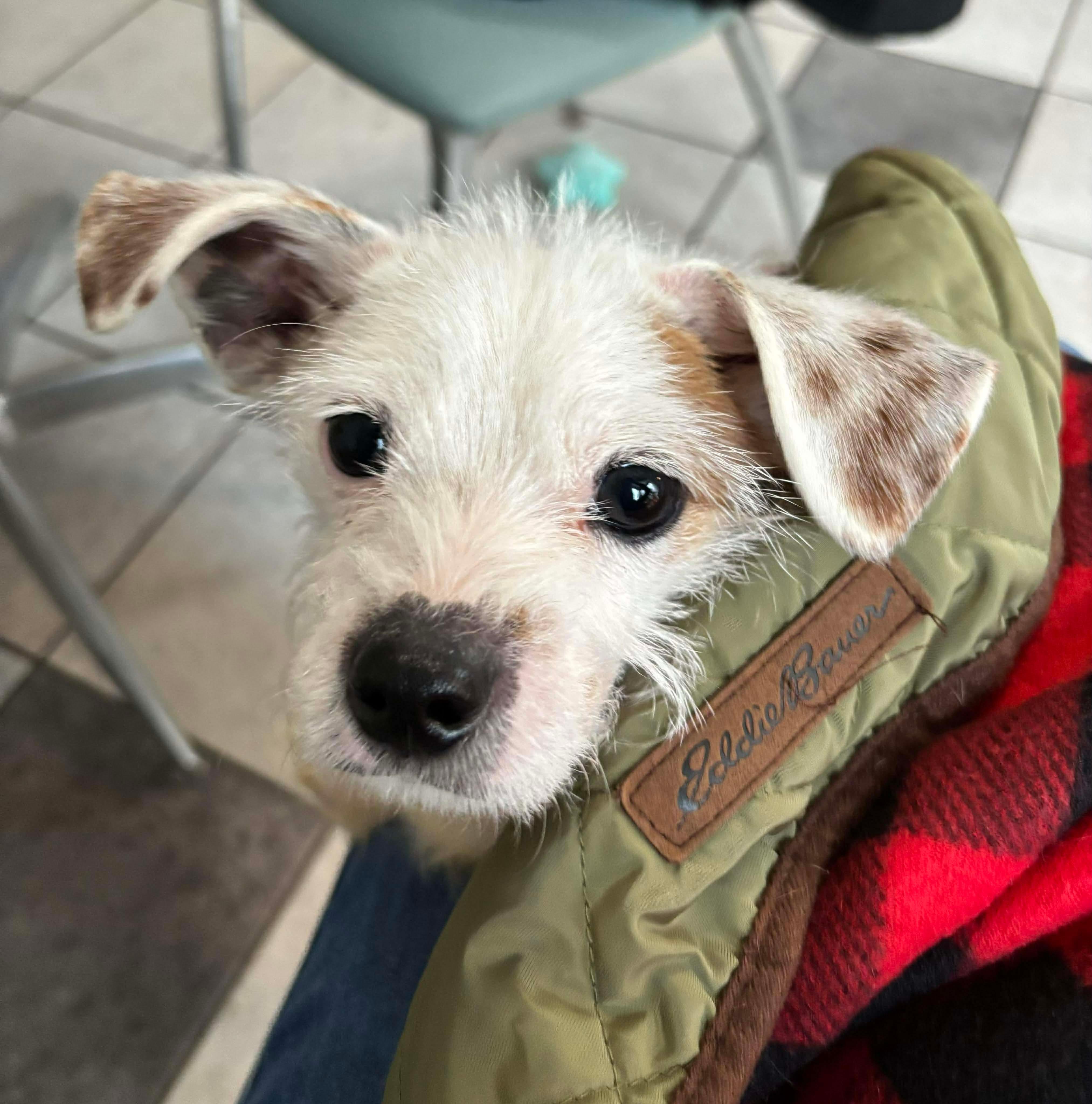 Enlarge Eddie, a Adopted mixed breed in Richmond, KY image 5/6