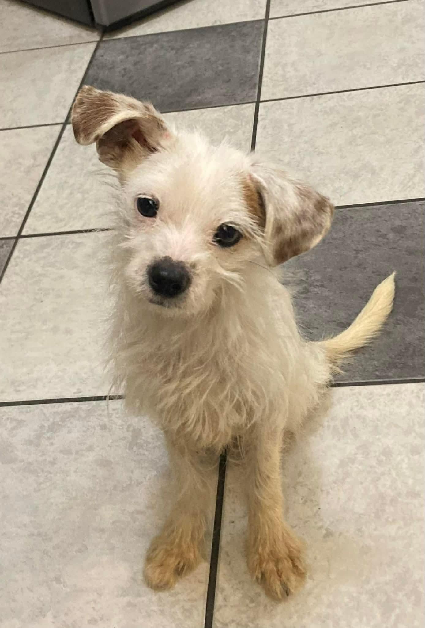 Enlarge Eddie, a Adopted mixed breed in Richmond, KY image 6/6