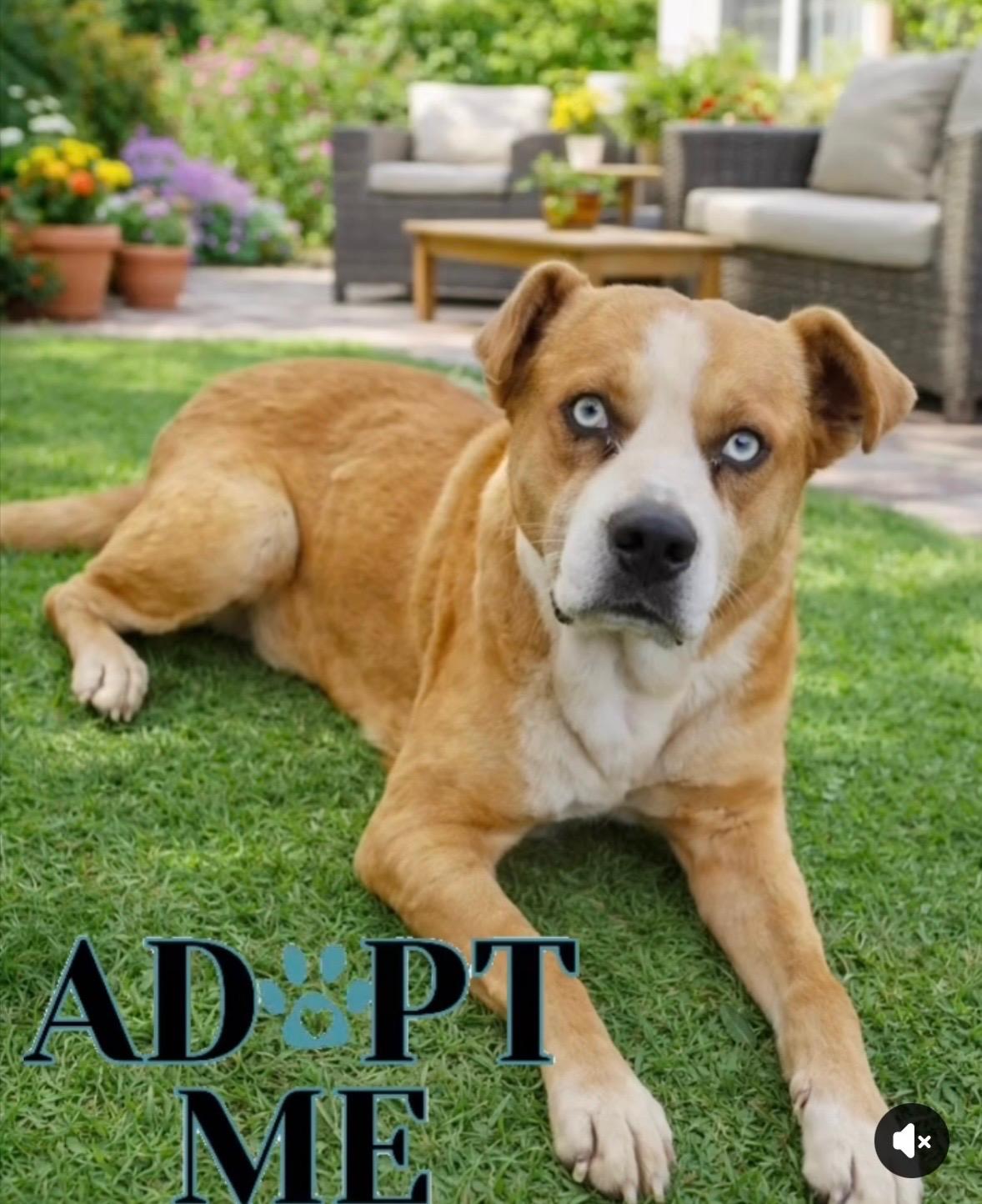 Enlarge Guapo *foster or adopt, a ADOPTABLE mixed breed in Toluca Lake, CA image 1/2