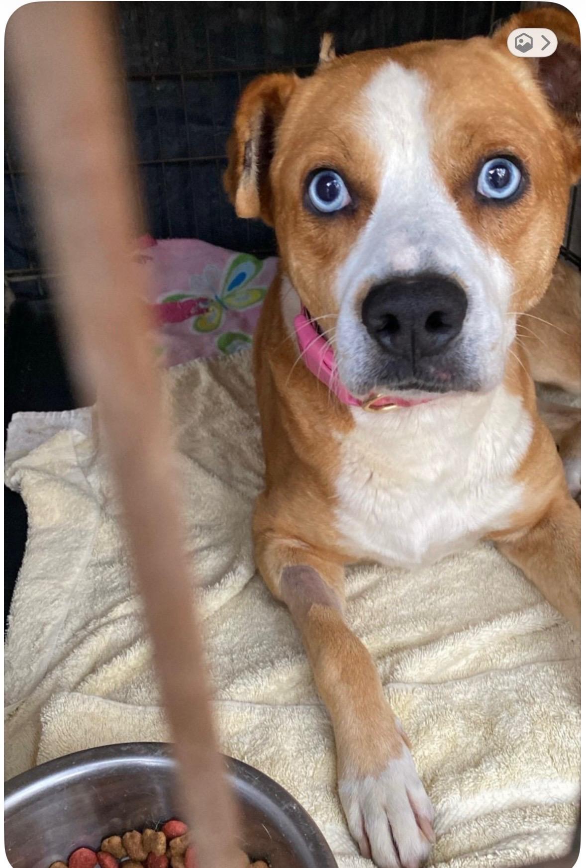 Enlarge Guapo *foster or adopt, a ADOPTABLE mixed breed in Toluca Lake, CA image 2/2