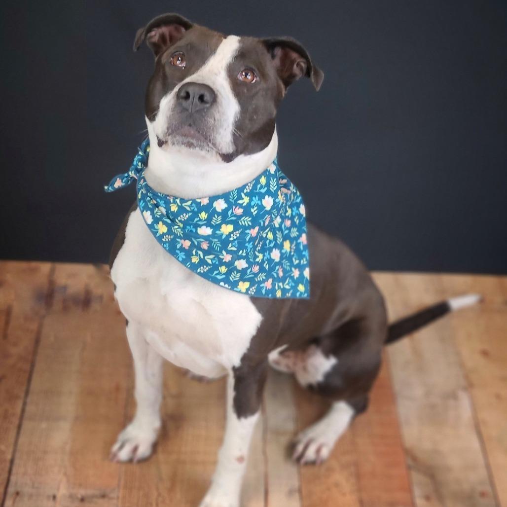 Enlarge Girly, a Adoptable mixed breed in East Saint Louis, IL image 1/6