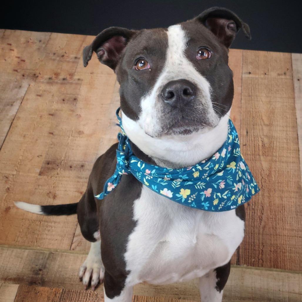 Enlarge Girly, a Adoptable mixed breed in East Saint Louis, IL image 2/6