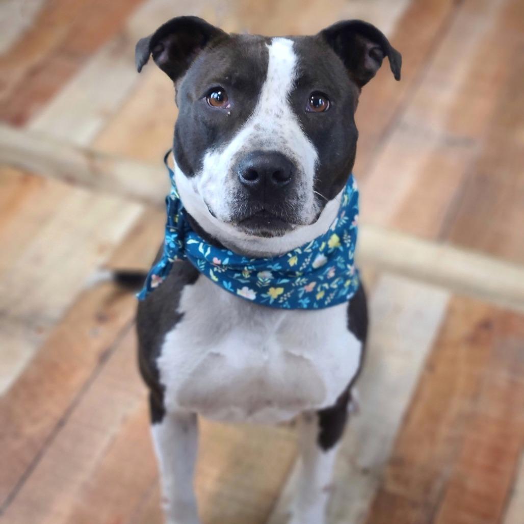 Enlarge Girly, a Adoptable mixed breed in East Saint Louis, IL image 3/6