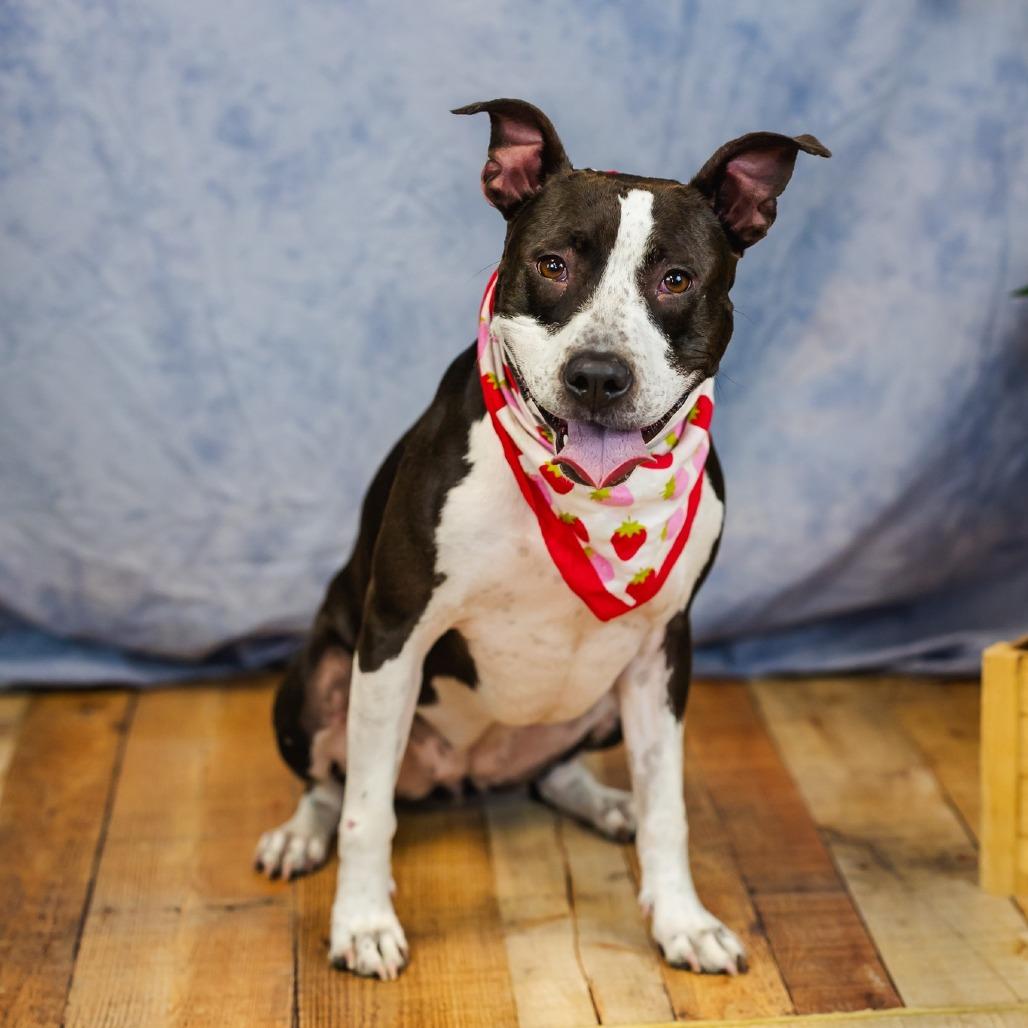 Girly, a Adoptable mixed breed in East Saint Louis, IL image 1/6