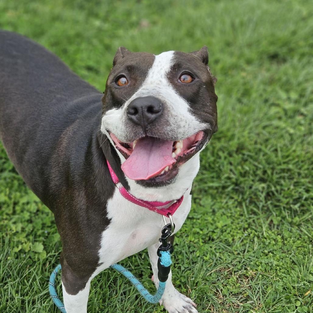 Enlarge Girly, a Adoptable mixed breed in East Saint Louis, IL image 4/6