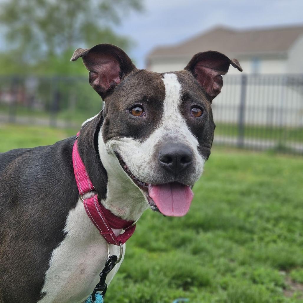 Girly, Adoptable, Adult Female Pit Bull Terrier & Pit Bull Terrier.