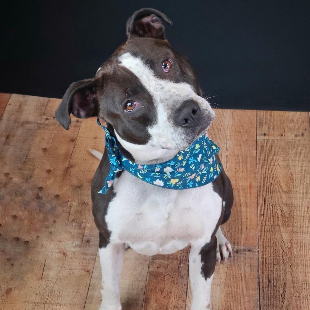 Enlarge Girly, a Adoptable mixed breed in East Saint Louis, IL image 4/6