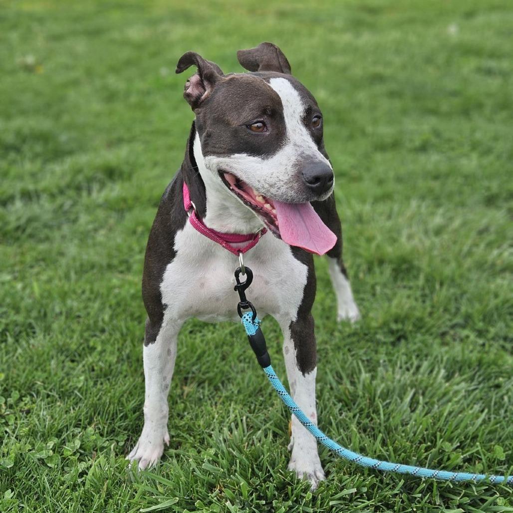 Enlarge Girly, a Adoptable mixed breed in East Saint Louis, IL image 5/6