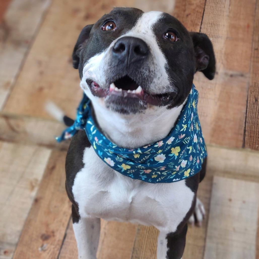 Enlarge Girly, a Adoptable mixed breed in East Saint Louis, IL image 5/6