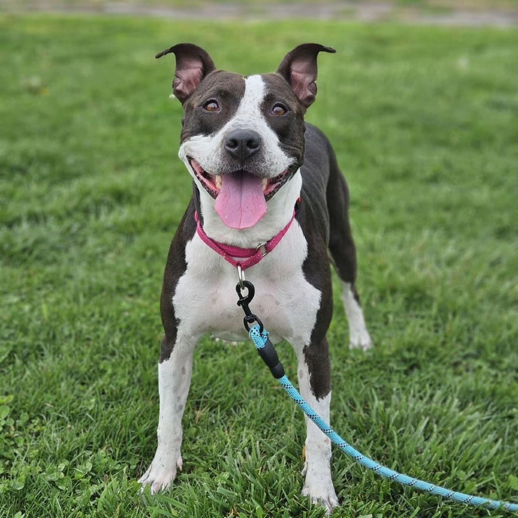 Enlarge Girly, a Adoptable mixed breed in East Saint Louis, IL image 3/6