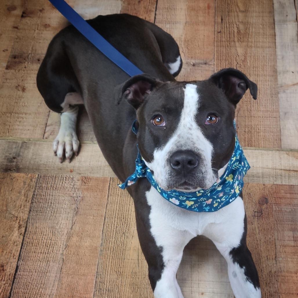 Enlarge Girly, a Adoptable mixed breed in East Saint Louis, IL image 6/6