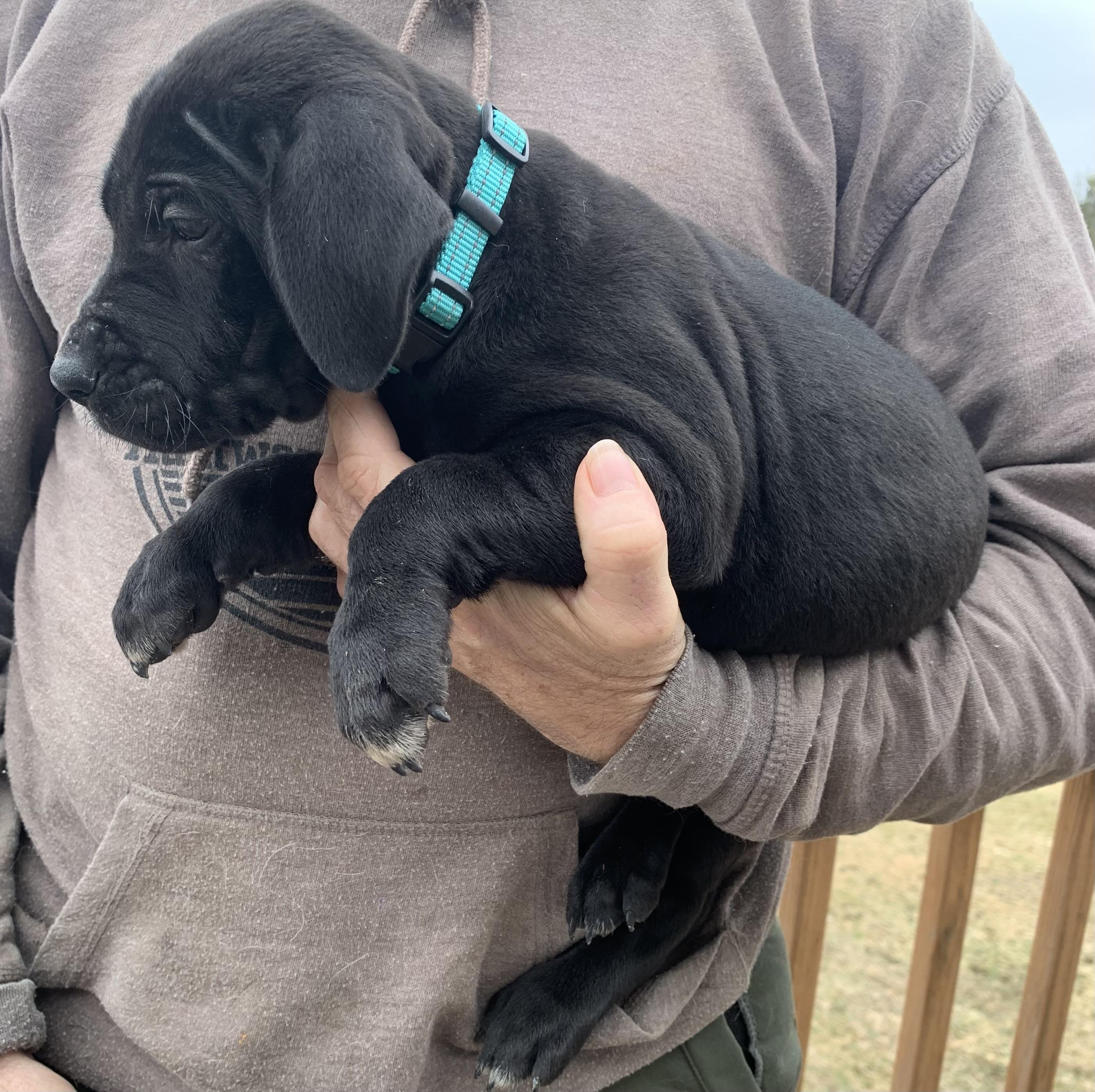 Enlarge Heath , a ADOPTABLE Mixed Breed in Danville, VT image 2/2