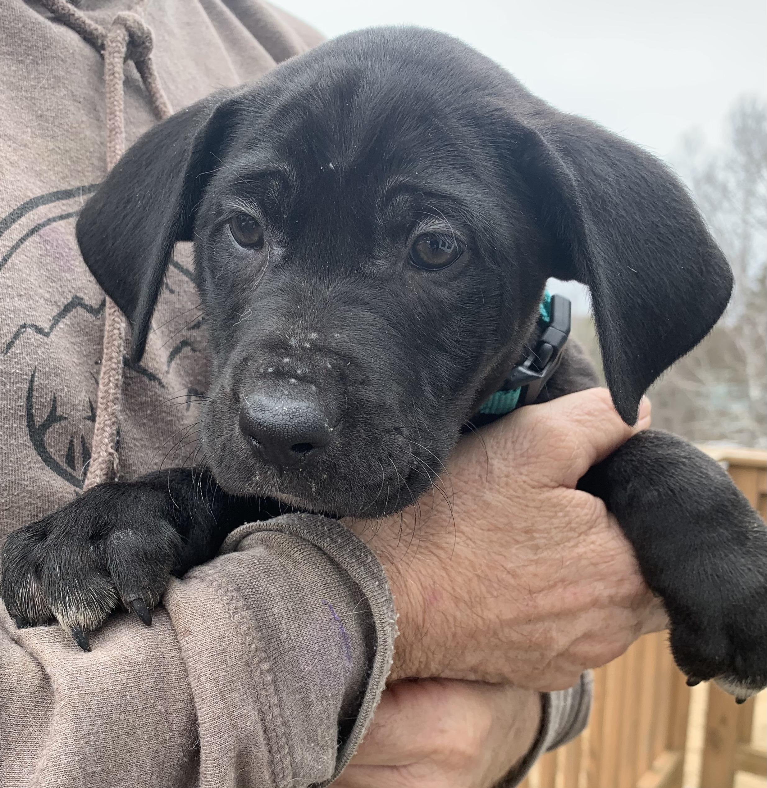 Heath , ADOPTABLE, Puppy Male Mixed Breed.