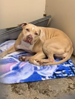 Annie, Adoptable, Adult Female Pit Bull Terrier.