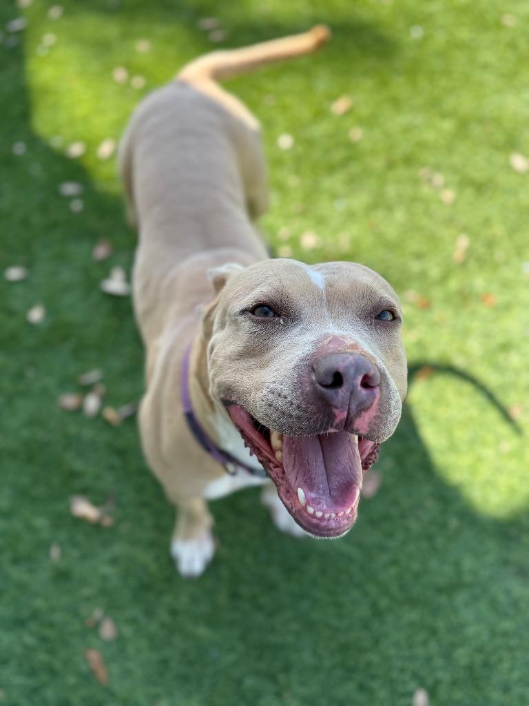 Enlarge Annie, a Adoptable Pit Bull Terrier in Richland Hills, TX image 2/4